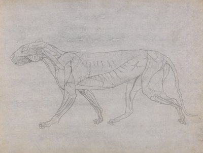 Studie eines Tigers, Seitenansicht, aus Einem Vergleichenden Anatomischen Exposé der Struktur des menschlichen Körpers mit dem eines Tigers und eines gewöhnlichen Huhns, ca. 1795-1806 von George Stubbs