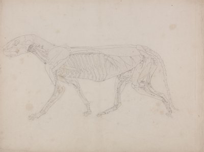 Studie eines Tigers, Seitenansicht, aus Einem Vergleichenden Anatomischen Exposé der Struktur des menschlichen Körpers mit dem eines Tigers und eines gewöhnlichen Huhns, ca. 1795-1806 von George Stubbs