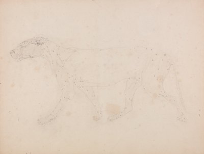 Studie eines Tigers, Seitenansicht, aus Einem Vergleichenden Anatomischen Exposé der Struktur des menschlichen Körpers mit dem eines Tigers und eines gewöhnlichen Huhns, 1795-1806 von George Stubbs