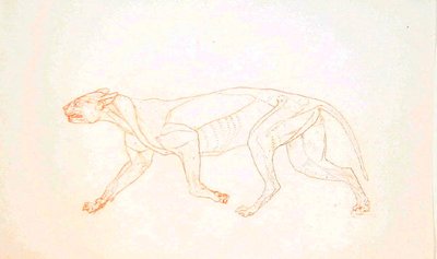 Studie eines Tigers, Seitenansicht, aus Einem Vergleichenden Anatomischen Exposé der Struktur des menschlichen Körpers mit dem eines Tigers und eines gewöhnlichen Huhns, 1795-1806 von George Stubbs