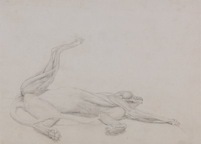 Studie eines Tigers, liegend, ventral betrachtet, aus A Comparative Anatomical Exposition of the Structure of the Human Body with that of a Tiger and a Common Fowl, 1795-1806 von George Stubbs