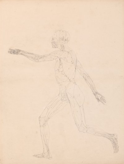 Studie der menschlichen Figur, Seitenansicht, Diagramm für Schlüssel zu Tabelle XIII, aus Ein Vergleichender Anatomischer Exposition der Struktur des menschlichen Körpers mit der eines Tigers und eines gewöhnlichen Huhns, 1795-1806 von George Stubbs