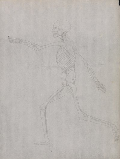 Studie der menschlichen Figur, Seitenansicht, aus Einem Vergleichenden Anatomischen Exposé der Struktur des menschlichen Körpers mit dem eines Tigers und eines gewöhnlichen Huhns, 1795-1806 von George Stubbs