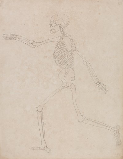 Studie der menschlichen Figur, Seitenansicht, aus Einem Vergleichenden Anatomischen Exposé der Struktur des menschlichen Körpers mit dem eines Tigers und eines gewöhnlichen Huhns, 1795-1806 von George Stubbs
