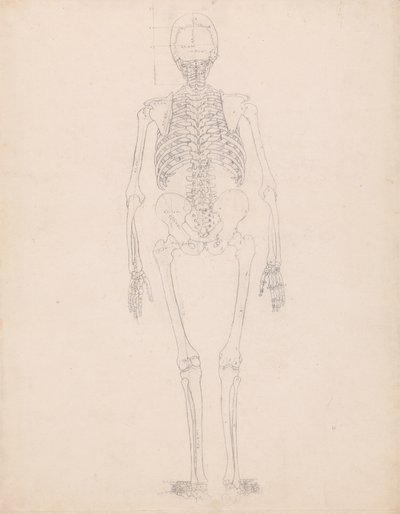 Studie der menschlichen Figur, Rückansicht, Diagramm für Schlüssel zu Tabelle II, aus Einem Vergleichenden Anatomischen Exposé der Struktur des menschlichen Körpers mit dem eines Tigers und eines gewöhnlichen Huhns, ca. 1795-1806 von George Stubbs