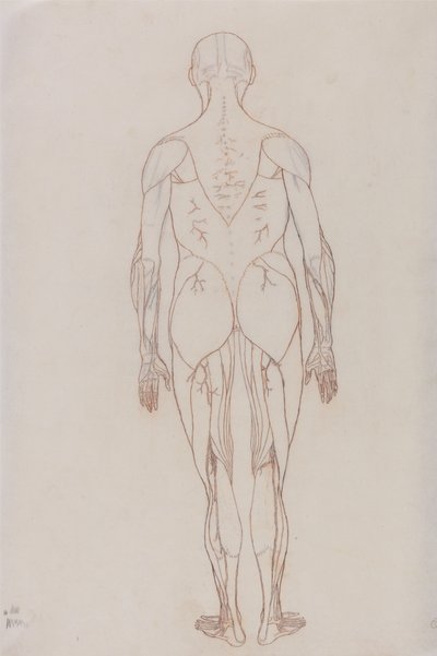 Studie der menschlichen Figur, Rückansicht, aus Ein vergleichendes anatomisches Exposé der Struktur des menschlichen Körpers mit dem eines Tigers und eines gewöhnlichen Huhns von George Stubbs