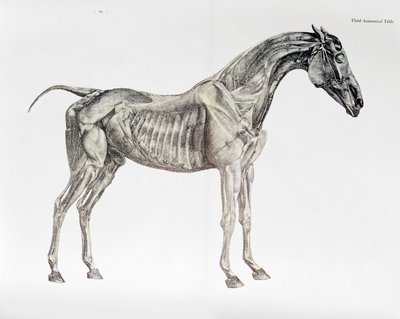 Dritte anatomische Tafel, aus 