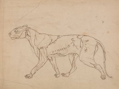 Tigerkörper, Seitenansicht (Umrissstudie der Oberflächenmuskeln und ihrer Blutversorgung, wahrscheinlich für eine Schlüsselfigur erstellt) von George Stubbs