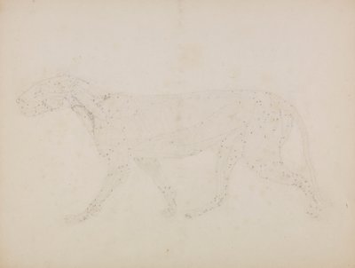 Tigerkörper, Seitenansicht von George Stubbs