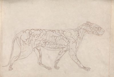 Tiger, Seitenansicht (Umrissstudie der Oberflächenblutversorgung, vorbereitet für die Schlüsselfigur zu Tafel IX) von George Stubbs