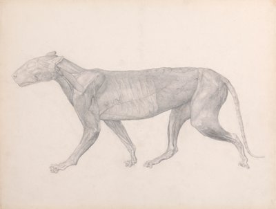 Tiger, Seitenansicht, mit entfernten Bindegeweben über den Muskeln (Fertige Studie für Tafel XIV) von George Stubbs