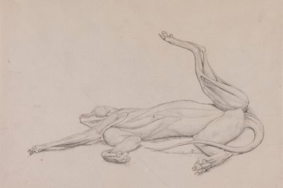 Tiger, liegend, ventral betrachtet von George Stubbs