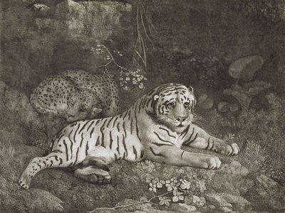 Zwei Tiger, vom Künstler graviert, veröffentlicht 1788 von George Stubbs
