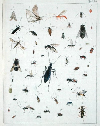 Verschiedene Insekten, Platte VII aus 