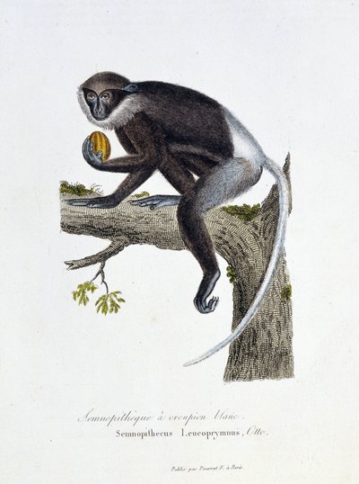 Naturgeschichtstafel: Zoologische Tafel, die den Weißrücken-Semnopithecus darstellt, Semnopithecus Leucoprymnus, Otto - in „Complete Works of Buffon“ von Naturforscher Georges Louis Leclerc, Graf von Buffon (1707-1788). Gravur von 1837 von Georges Louis Leclerc
