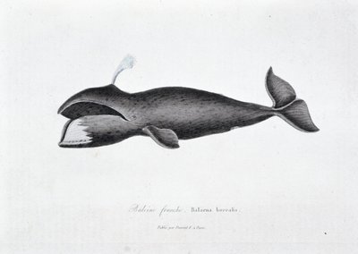 Naturgeschichtliche Tafel: Zoologische Tafel, die den Nordkaper, Balaena borealis darstellt - in „Gesammelte Werke von Buffon“ von Naturforscher Georges Louis Leclerc, Graf von Buffon (1707 - 1788). Gravur von 1837 von Georges Louis Leclerc