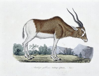 Naturgeschichtliche Tafel: Zoologische Tafel, die die Gibbosa-Antilope, Savi darstellt - in "Gesammelte Werke von Buffon" von Naturforscher Georges Louis Leclerc, Graf von Buffon (1707-1788). Gravur von 1837. von Georges Louis Leclerc