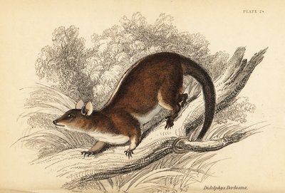Derbys Wollbeutelratte, Caluromys derbianus von Georges Robert Waterhouse
