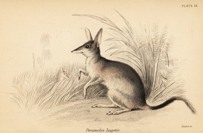 Großer Bilby, Macrotis lagotis. Gefährdet, 1841 (Gravur) von Georges Robert Waterhouse
