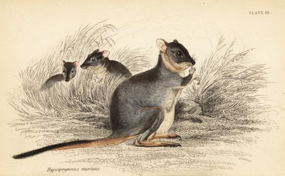 Langfüßiger Potoroo, Potorous longipes. Gefährdet (Kupferstich) von Georges Robert Waterhouse