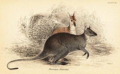 Rotnackenwallaby, Macropus rufogriseus von Georges Robert Waterhouse