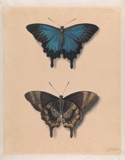 Zwei Schmetterlinge von Georgius Jacobus Johannes van Os