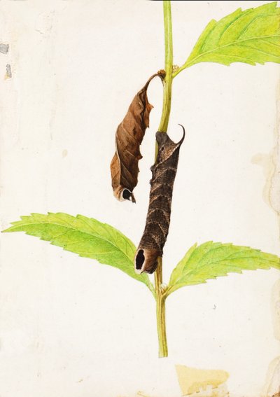 Gekräuseltes totes Blatt, das Sphinx-Raupe nachahmt, Studie für das Buch Tarnfarbe im Tierreich von Gerald H. Thayer