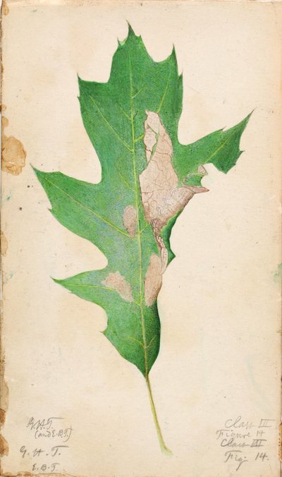 Eichenblatt-Randraupe, Studie für das Buch 