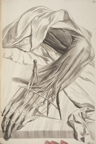 Anatomia Humani Corporis von Govard Bidloo, 1685 von Gerard de Lairesse