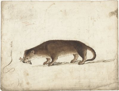 Otter mit einem Fisch im Maul von Gerard ter Borch (I)