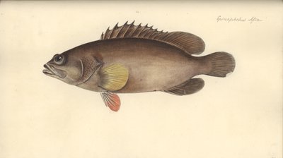 Alphestes afer, vor 1793 von German School
