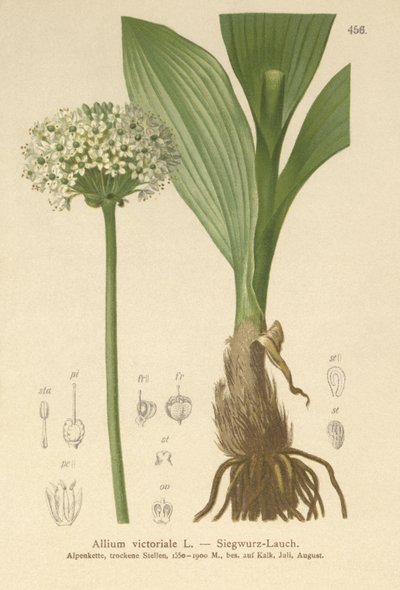 Alpenlauch (Allium victorialis, Allium victoriale, Cepa victorialis, Geboscon triphylum, Allium plantagineum, Allium anguinum) von German School