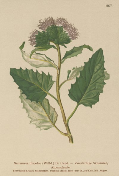 Alpen-Saussurea von German School