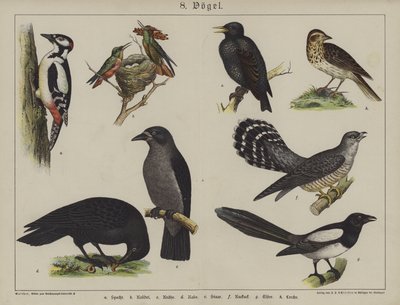 Tiere von German School