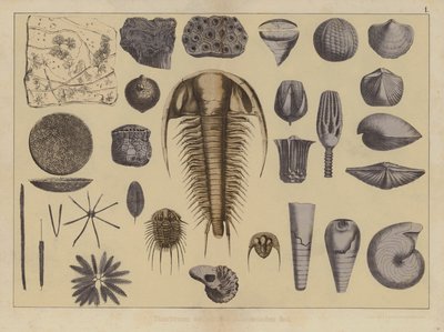 Tiere des frühen Paläozoikums (Farblithografie) von German School