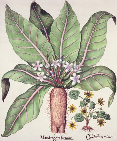 Herbst-Mandrake, aus dem Hortus Eystettensis von Basil Besler (1561-1629), veröffentlicht 1613 von German School