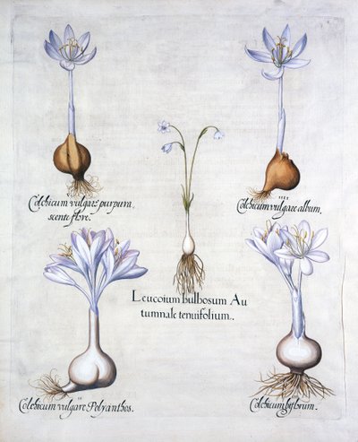 Herbst-Schneeflocke und Herbstzeitlose, aus Hortus Eystettensis, von Basil Besler, veröffentlicht 1613 von German School