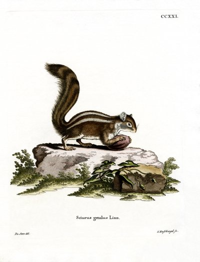 Barbarisches Bodenhörnchen von German School