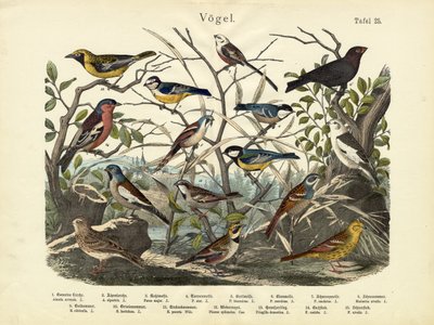 Vögel, ca. 1860 von German School