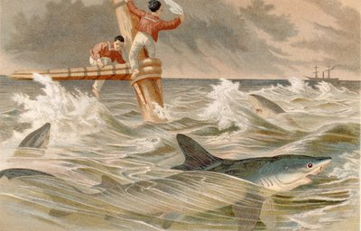 Blauer Hai, Tafel aus Brehms Tierleben: Allgemeine Kunde des Tierreichs, Bd.8, S.438, veröffentlicht vom Bibliographischen Institut, 1892 von German School