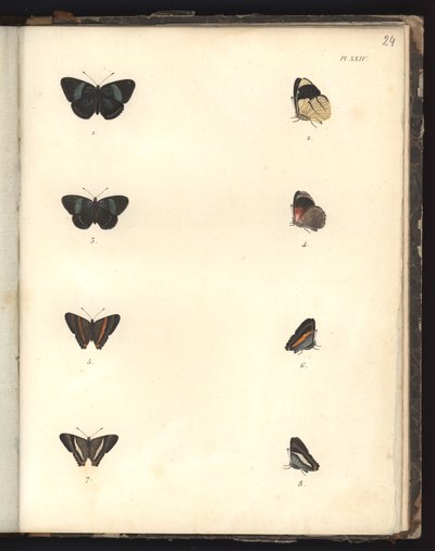 Schmetterlinge, Pl. XXIV, Illustration aus Recueil d
