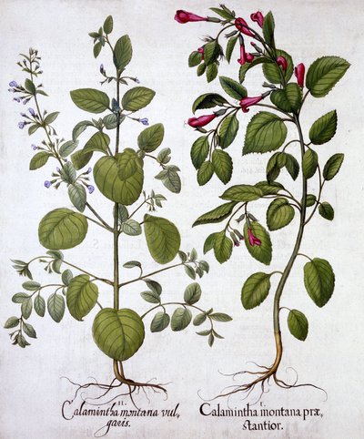 Kalaminten, aus Hortus Eystettensis, von Basil Besler, veröffentlicht 1613 von German School