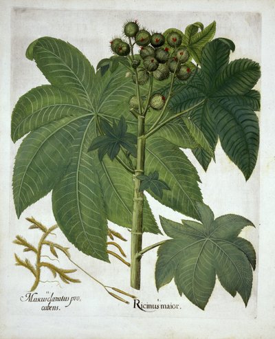 Rizinus, aus Hortus Eystettensis, von Basil Besler, veröffentlicht 1613 von German School