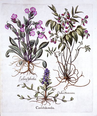 Kriechender Günsel, Frühlingswicke und Rote Lichtnelke, aus Hortus Eystettensis, von Basil Besler, 1613 von German School