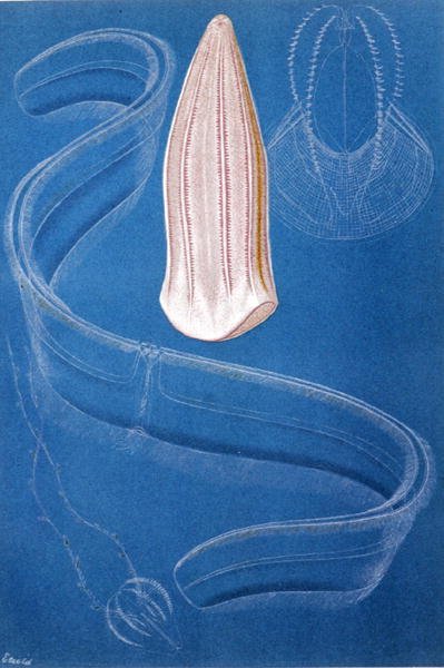 Rippenquallen, Tafel aus "Brehms Tierleben: Allgemeine Kunde des Tierreichs", Bd.10, S.546, veröffentlicht vom Bibliographischen Institut von German School