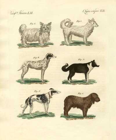 Verschiedene Arten von Hunden von German School