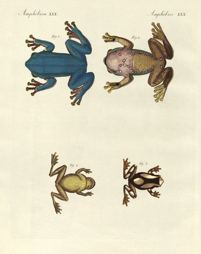 Verschiedene Arten ausländischer Baumfrösche (Farbstich) von German School