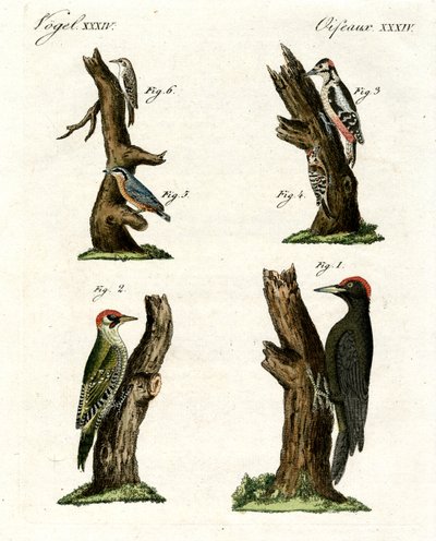 Verschiedene Arten von Spechten von German School