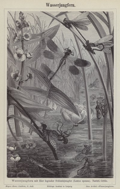 Libellen (Stich) von German School