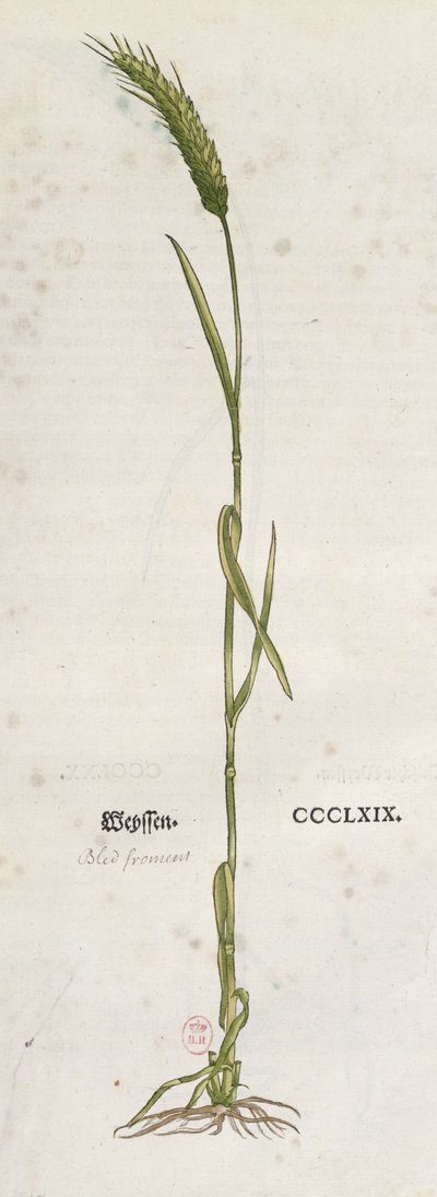 Weizenähre, aus dem Herbarium von Leonhart Fuchs, veröffentlicht in Basel, 1555 von German School